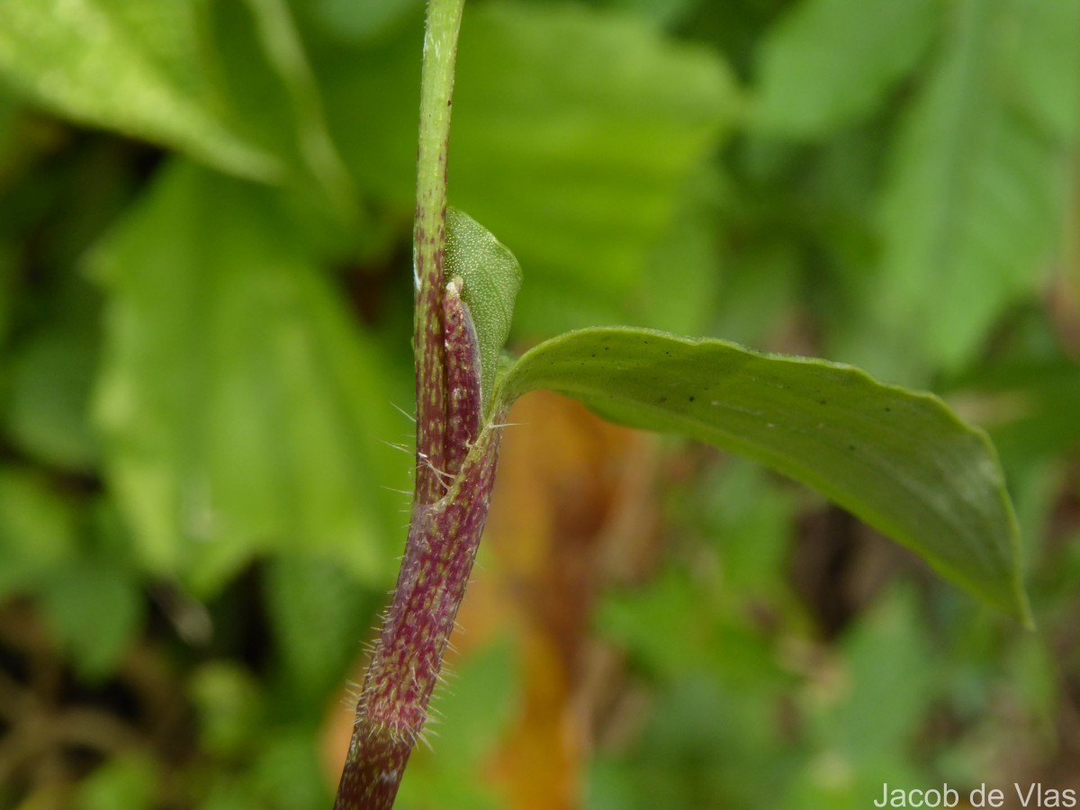Commelina diffusa Burm.f.